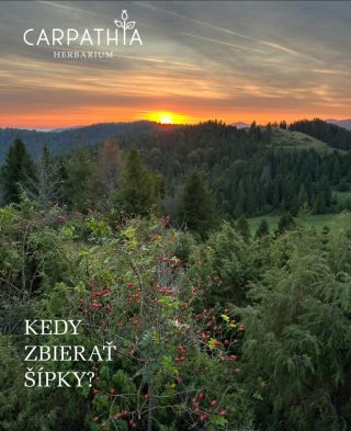 🌿 Najlepší čas na zber šípok závisí od toho, aký výsledok chceš dosiahnuť — či ide o maximálny obsah vitamínov, alebo...
